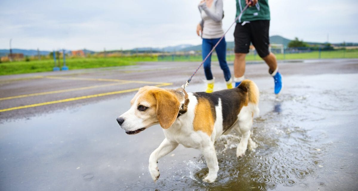 Exercise like nobody's watching.Young couple walk dog in rain